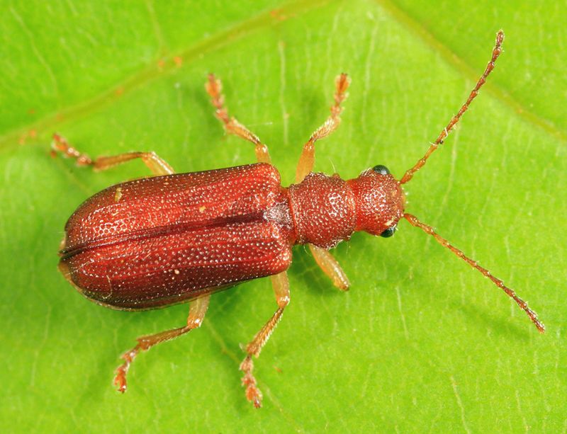 Rusty Leaf Beetle - Syneta ferruginea