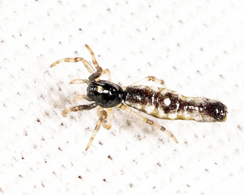  Spined Micrathena - Micrathena gracilis (male)