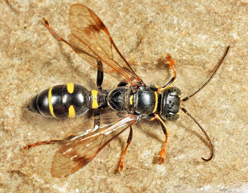 Lestiphorus cockerelli