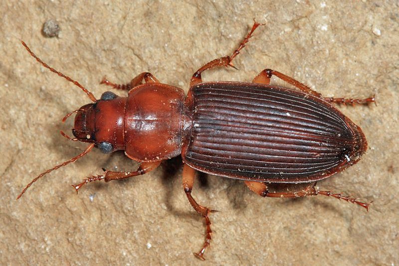 Harpalus erraticus