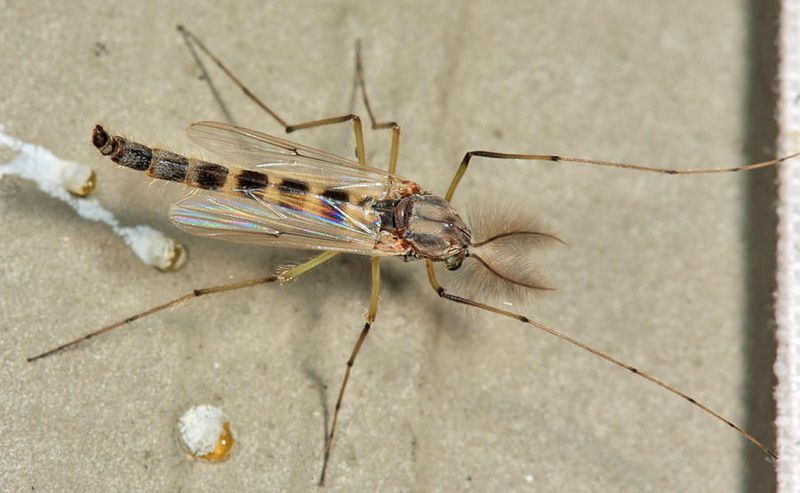 Chironomus decorus group