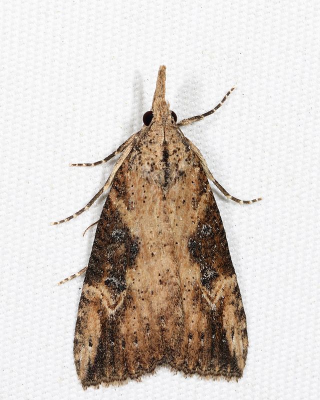 8461 - Hop-vine Moth - Hypena humuli