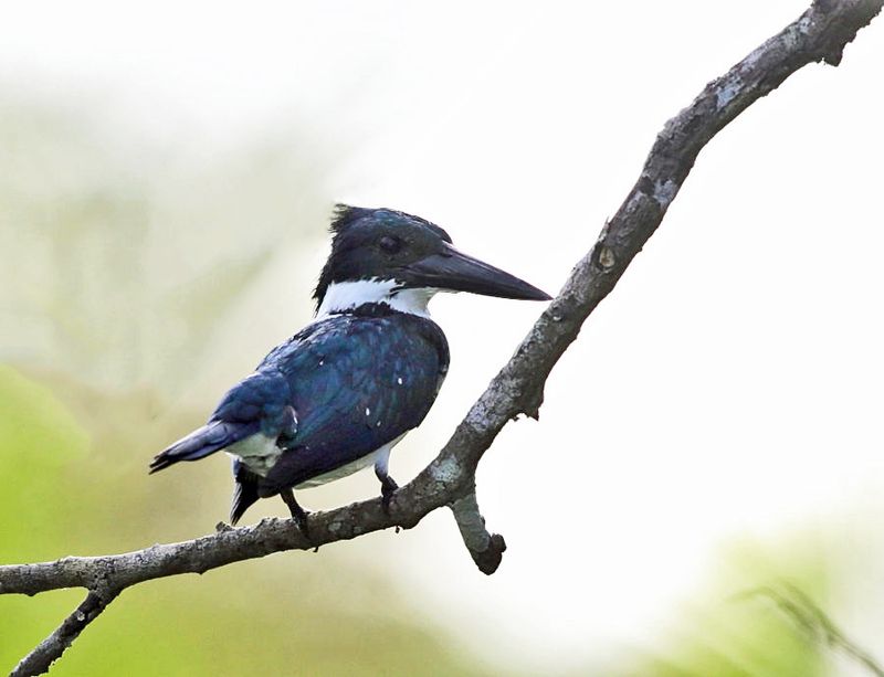 Amazon Kingfisher - Chloroceryle amazona