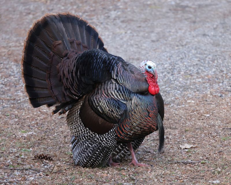 Wild Turkey - Meleagris gallopavo
