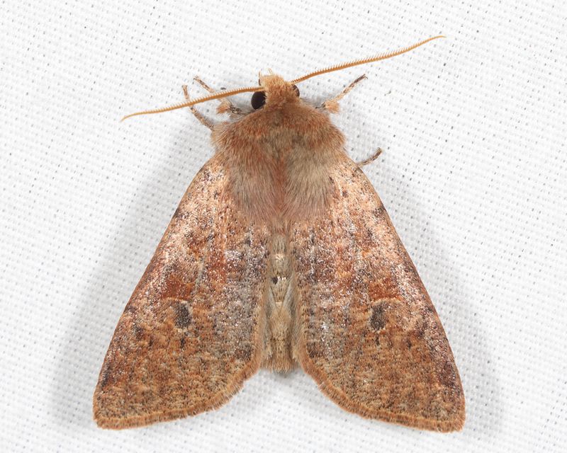 10487 - Ruby Quaker - Orthosia rubescens