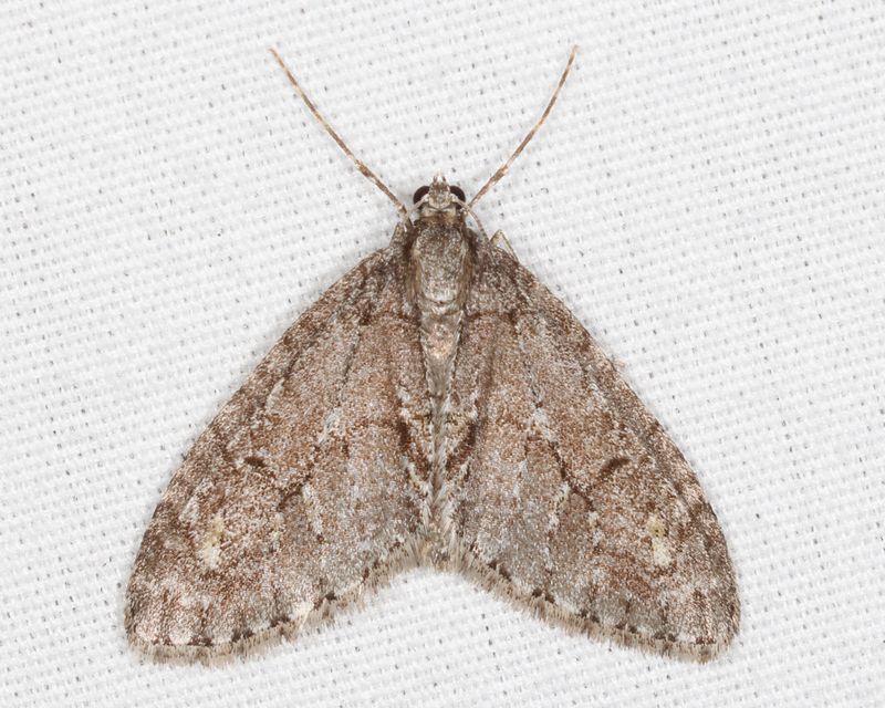 7637 - Mottled Gray Carpet - Cladara limitaria