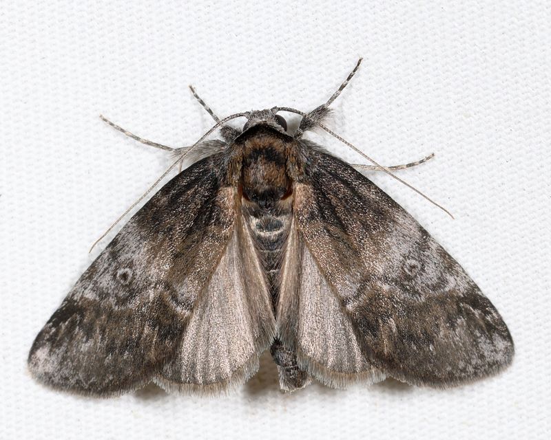 8972  Pale Baileya  Baileya levitans