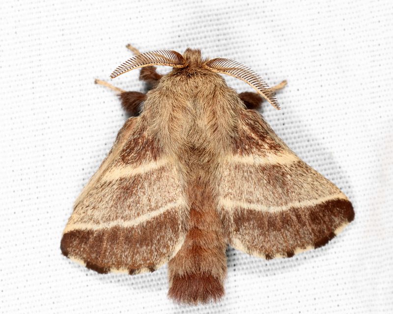 7701 - Eastern Tent Caterpillar Moth - Malacosoma americana