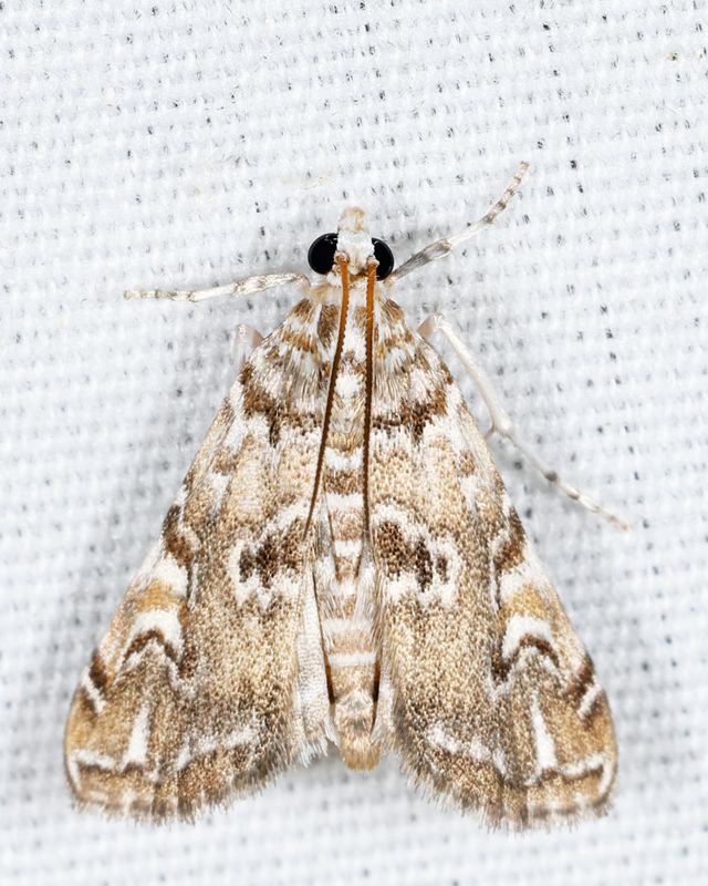 4751 - Waterlily Borer - Elophila gyralis