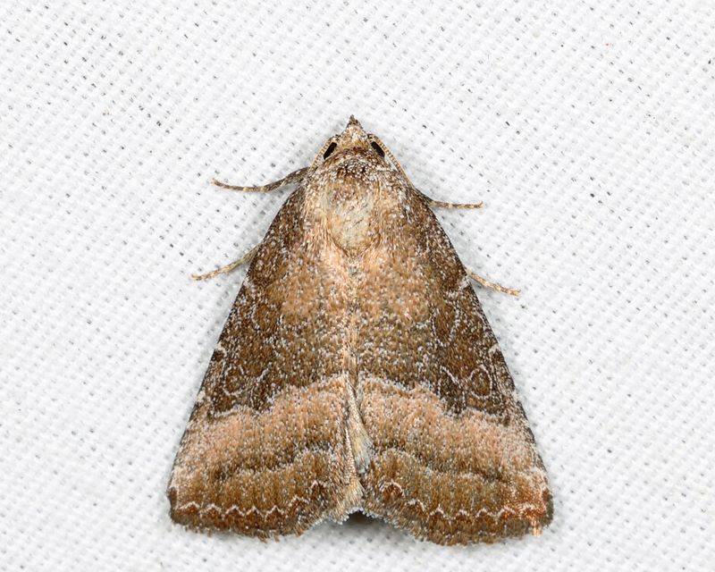 9720  Common Pinkband  Ogdoconta cinereola