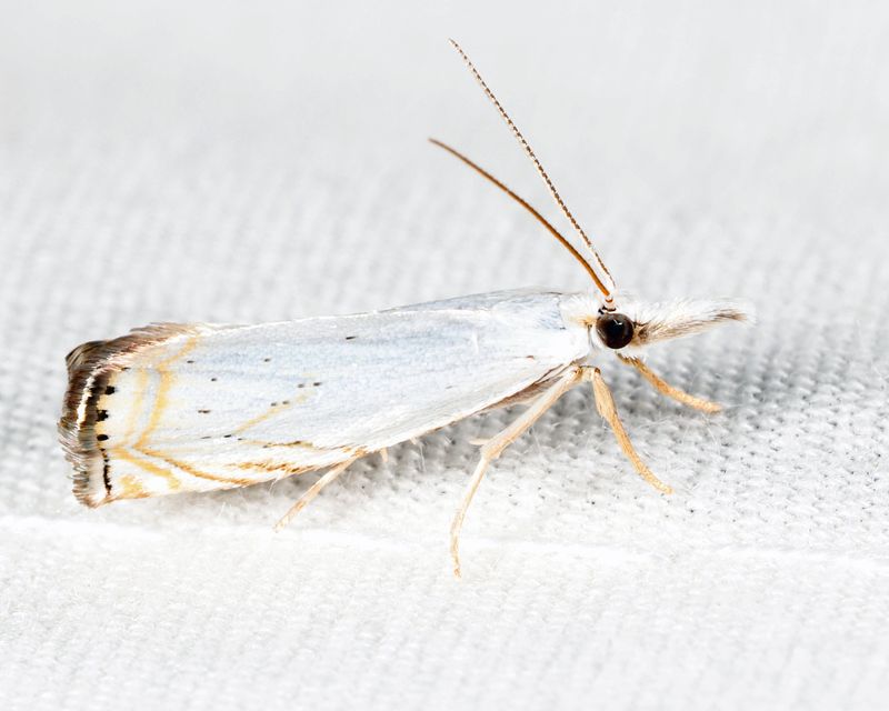 5361  Small White Grass-veneer  Crambus albellus