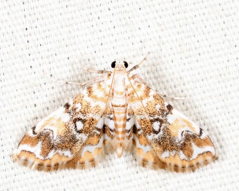 4749  Elophila faulalis