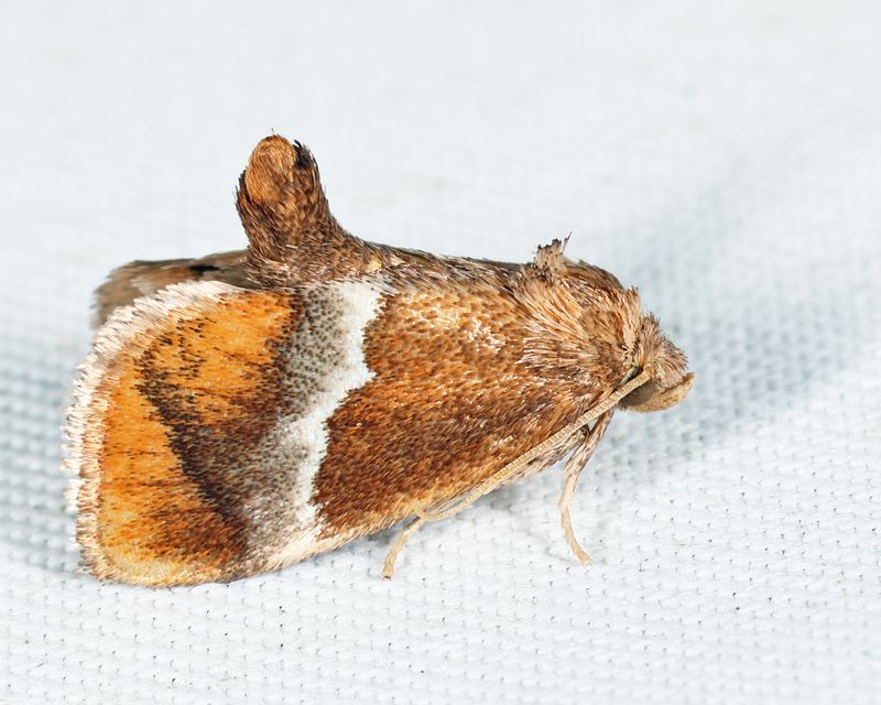 4665  Yellow-shouldered Slug Moth  Lithacodes fasciola