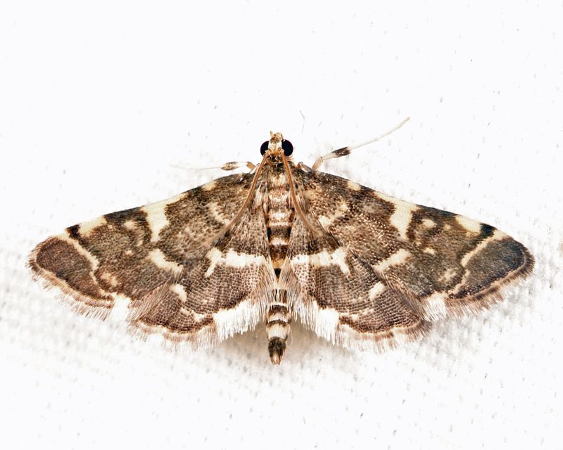 5176  Yellow-spotted Webworm Moth  Anageshna primordialis