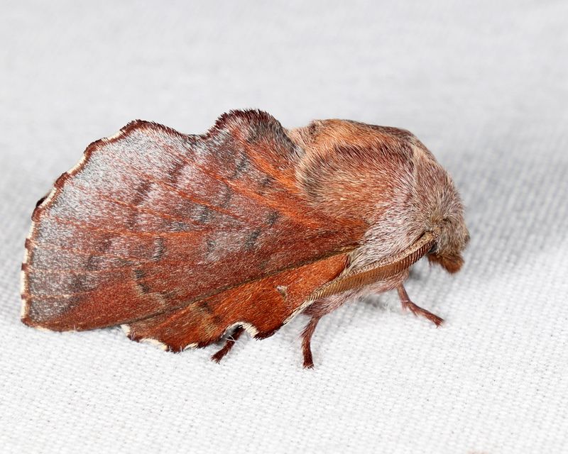 7687 - Lappet Moth - Phyllodesma americana