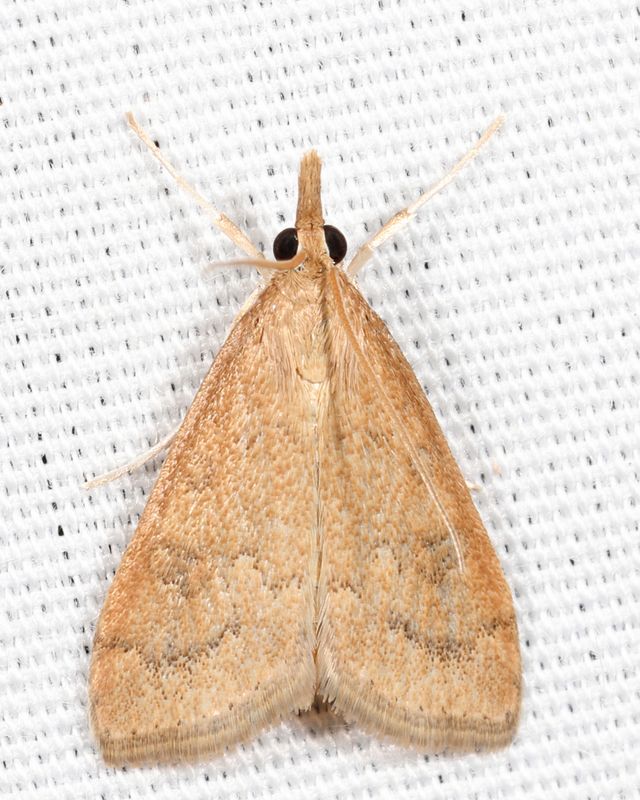 5079  Celery Leaftier Moth  Udea rubigalis