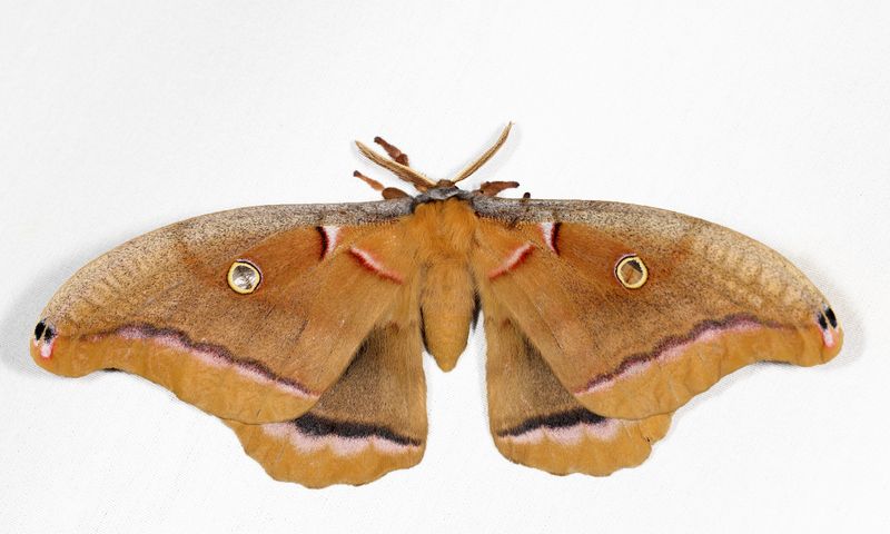 7757 - Polyphemus Moth - Antheraea polyphemus