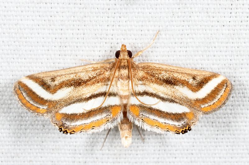 4763  Floating-heart Waterlilly Moth  Parapoynx seminealis