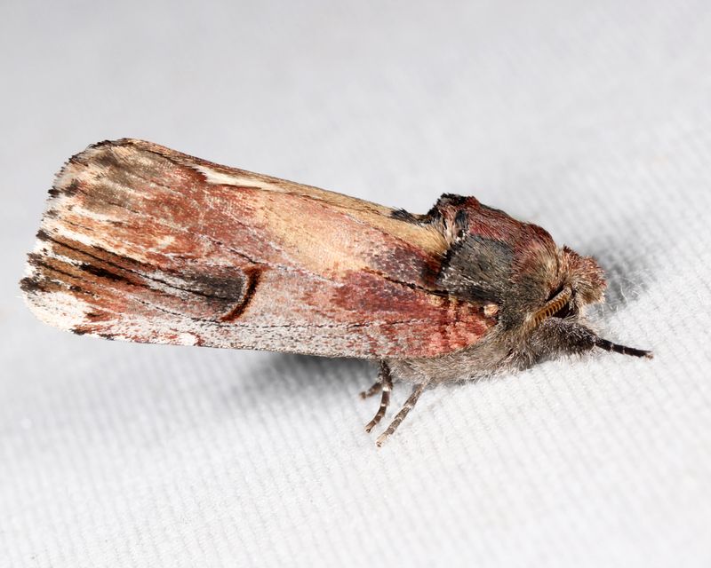 8006  Chestnut Schizura  Schizura badia