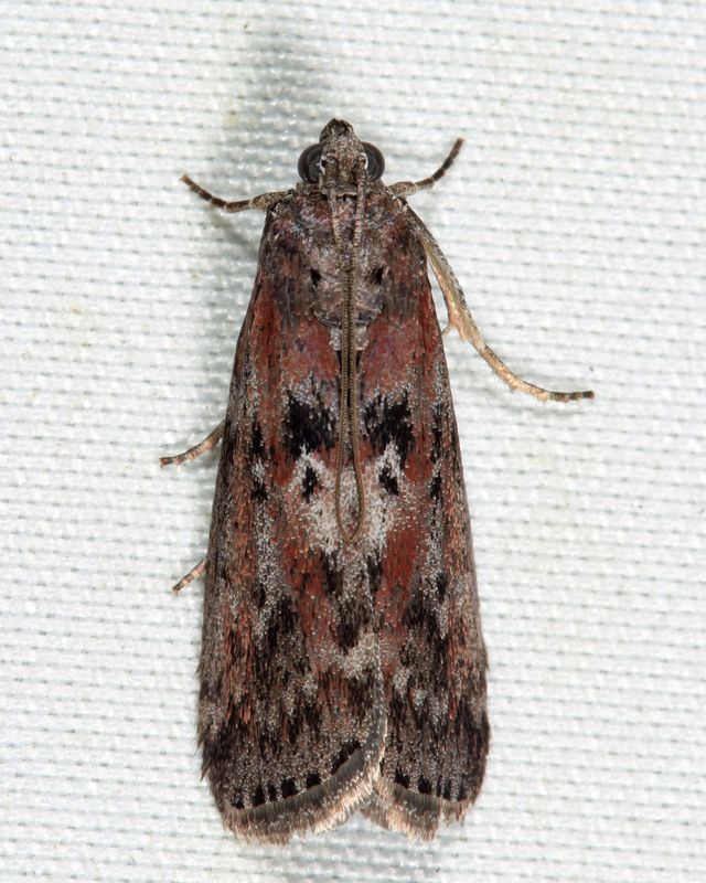 5797  Black-spotted Leafroller  Sciota virgatella