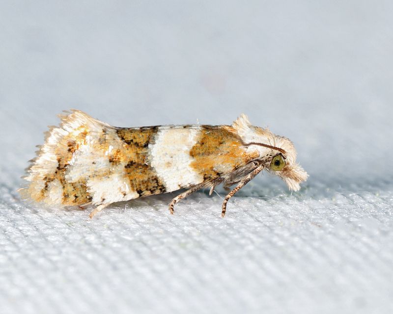 3754.2 - Silver-bordered Aethes - Aethes argentilimitana