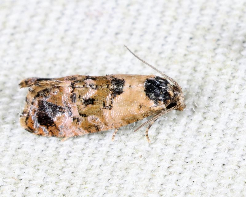 3776 - Hoffmans Cochlid - Cochylis hoffmanana 