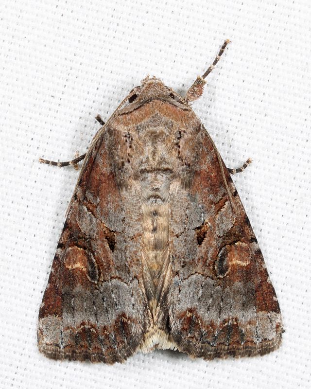 10304  Striped Garden Caterpillar Moth  Trichordestra legitima