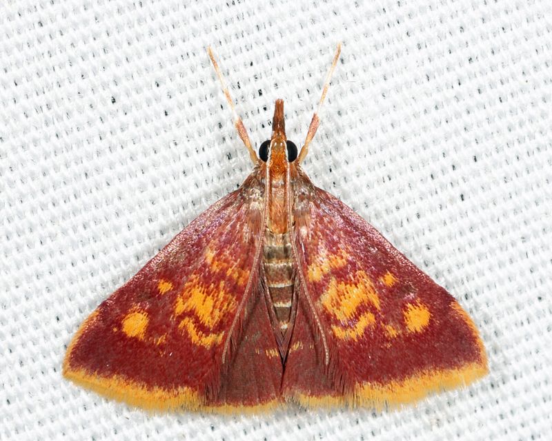  5071  Mint-loving Pyrausta  Pyrausta acrionalis