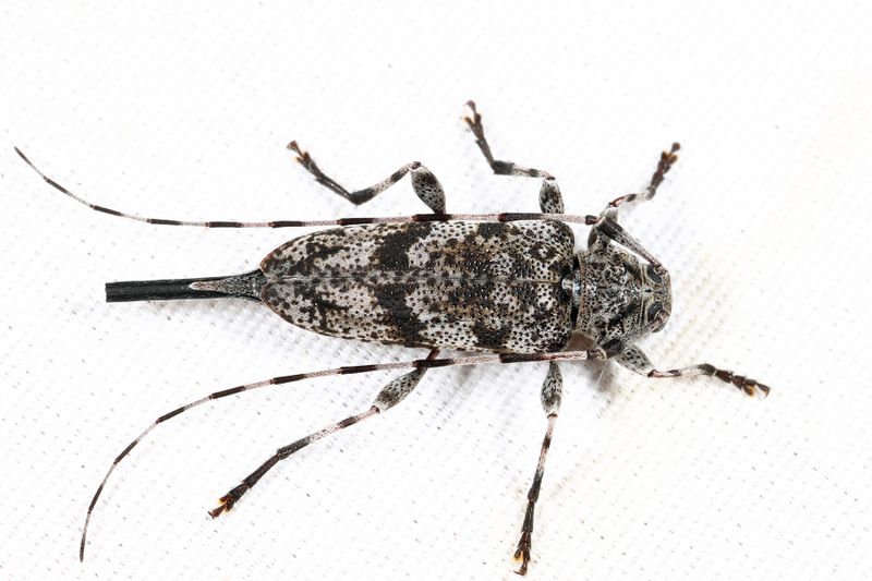 Acanthocinus obsoletus