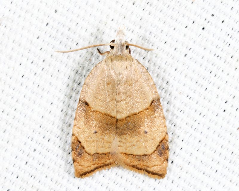 3747 - The Batman Moth - Coelostathma discopunctana