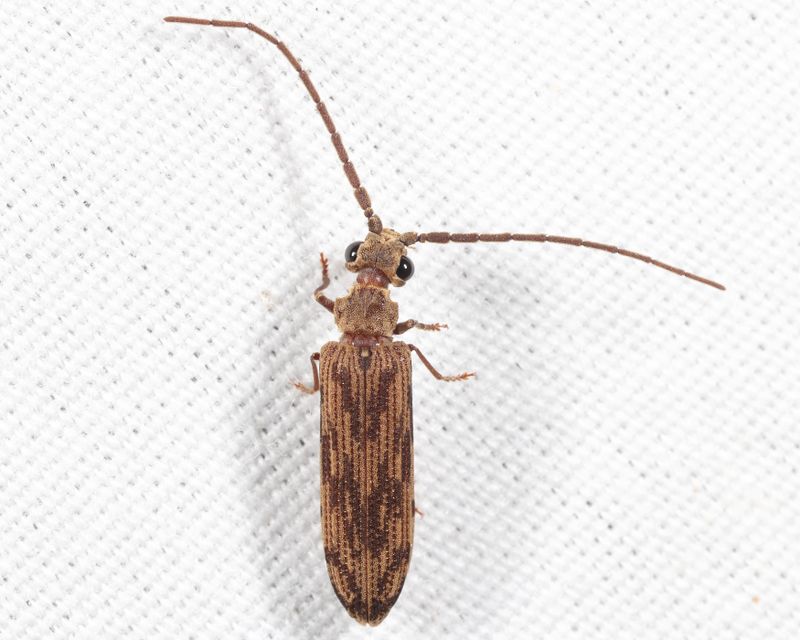Tenomerga cinerea