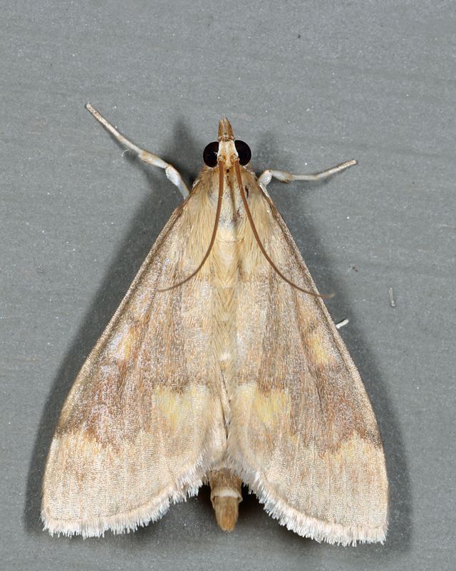 4949  European Corn Borer  Ostrinia nubilalis