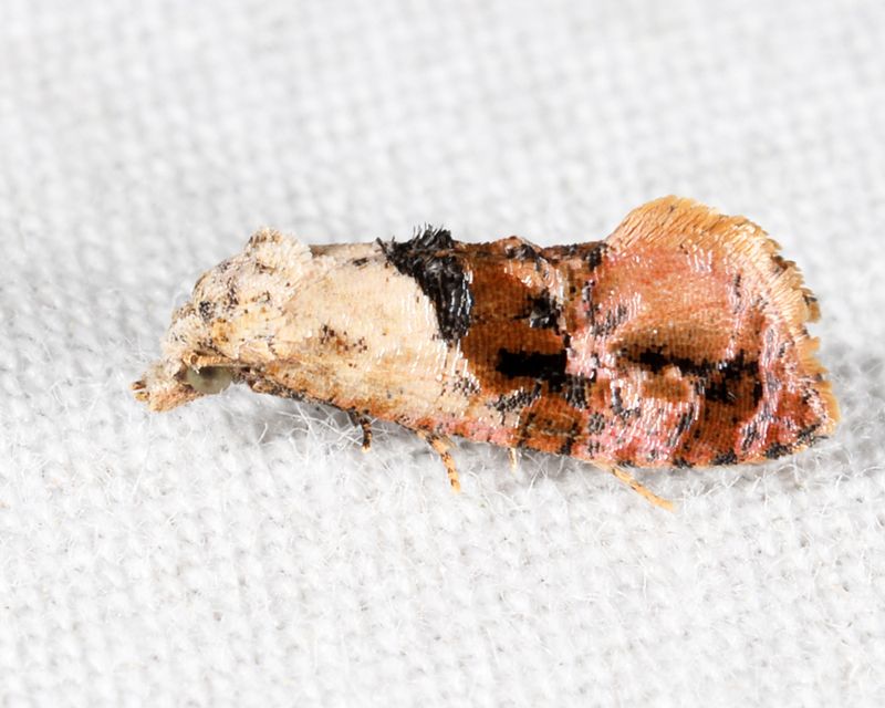 3847  Hollands Cochylid - Thyraylia hollandana
