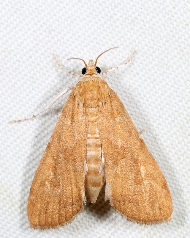 4751  Waterlily Borer  Elophila gyralis