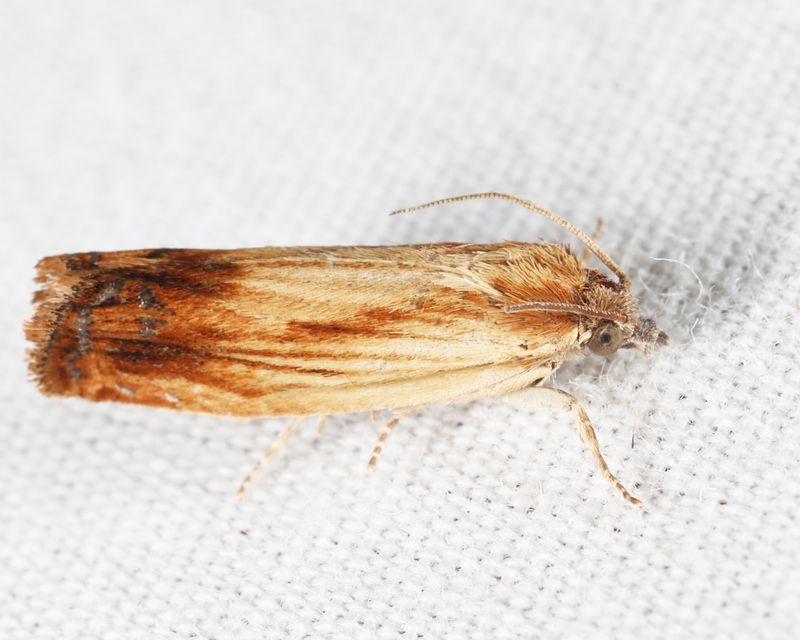 2908  Eucosma radiatana 