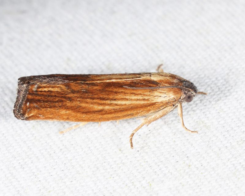 2913 - Eucosma ?umbrastriana 
