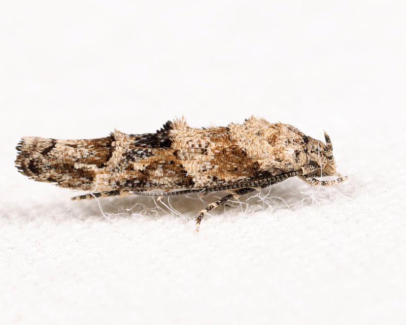 1455 - Mompha stellella