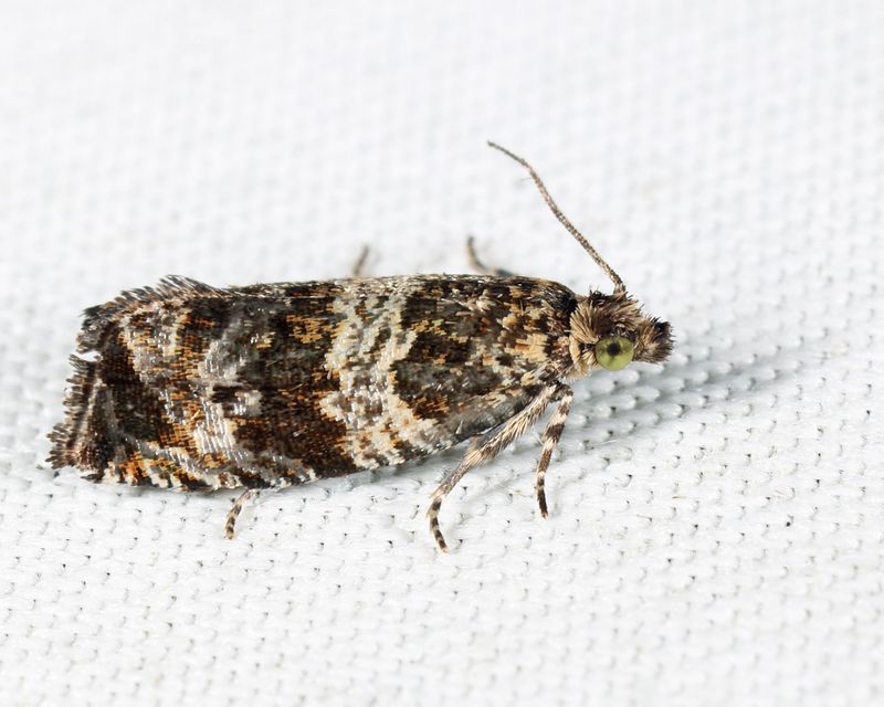 2859 - Celypha Moth - Celypha cespitana