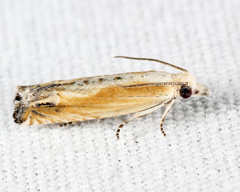 2982 - Eucosma kiscana