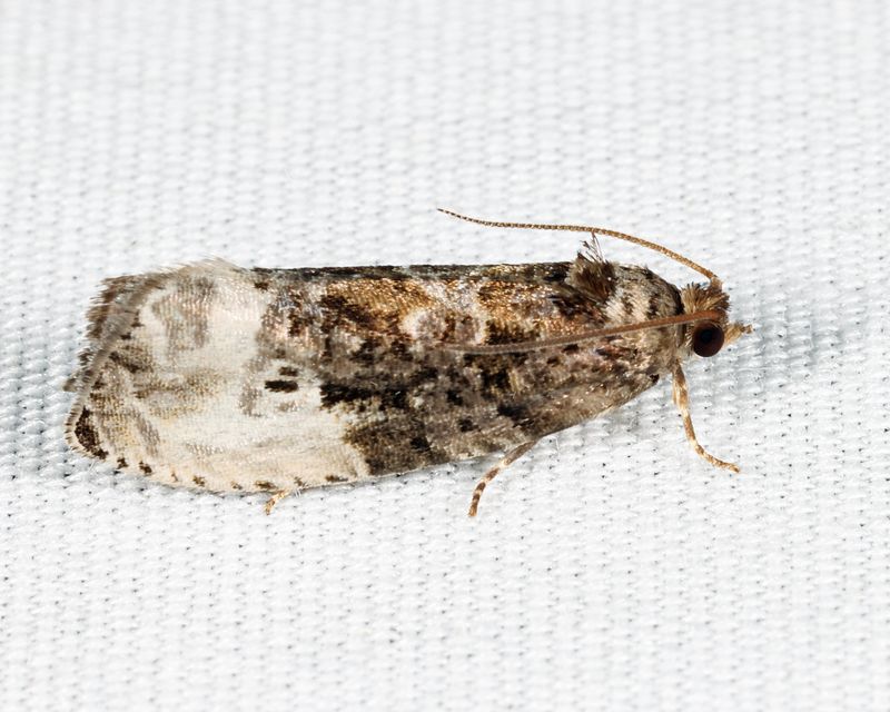 2862 - Green Budworm Moth - Hedya nubiferana