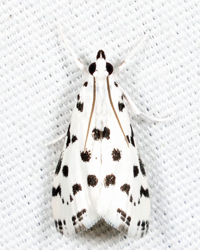 4794 - Spotted Peppergrass Moth - Eustixia pupula