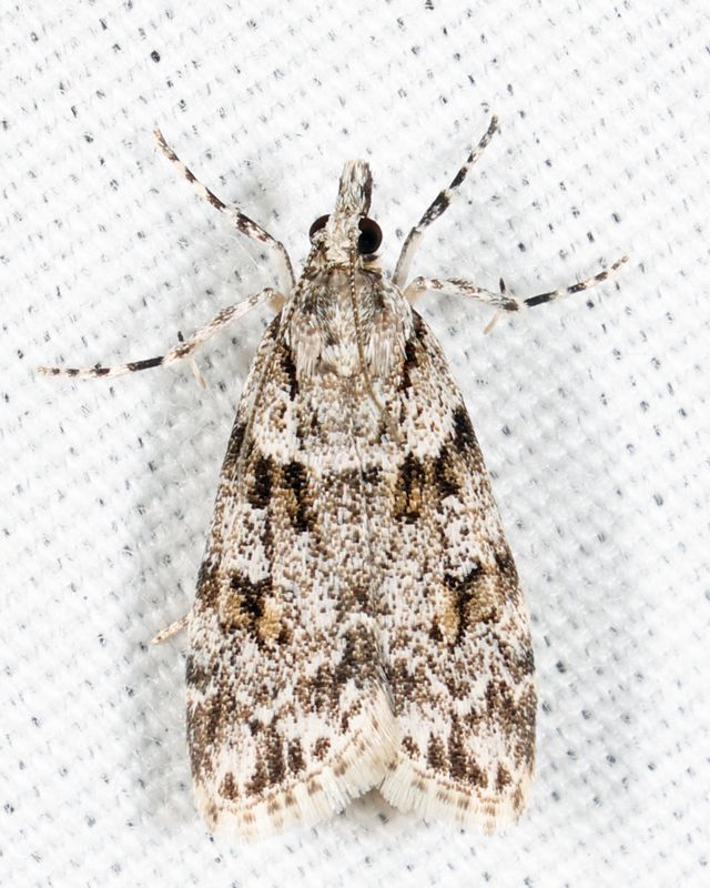 4716 - Double-striped Scoparia - Scoparia biplagialis