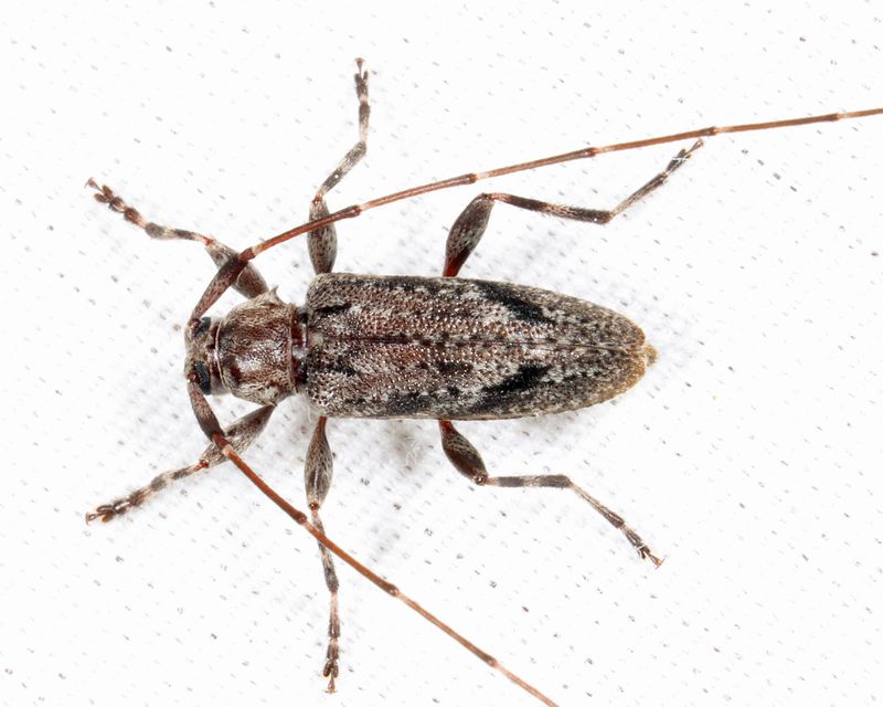 Eutrichillus biguttatus