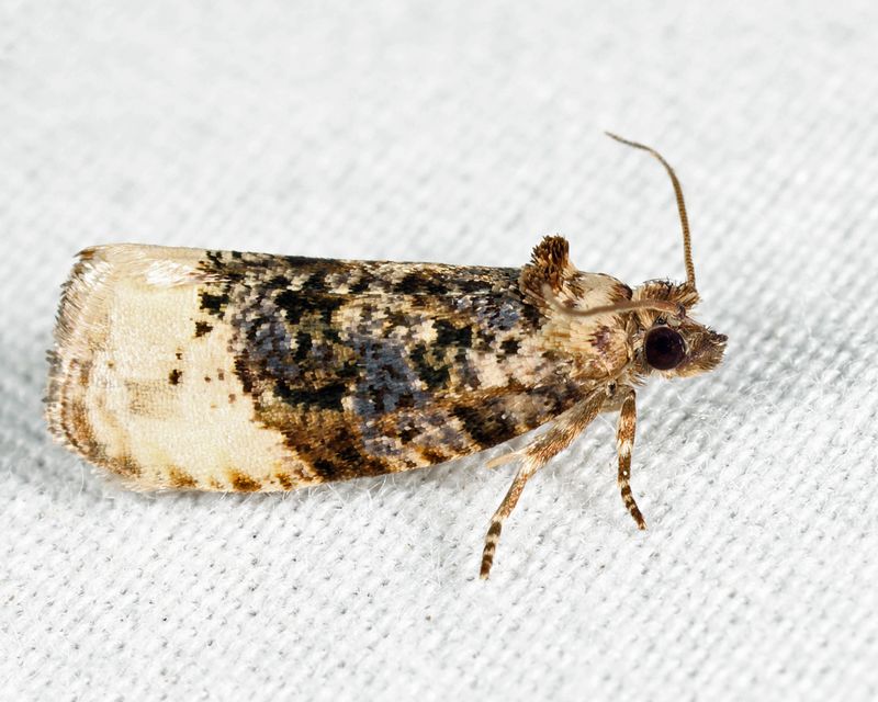 2861  Off-white Hedya Moth  Hedya ochroleucana