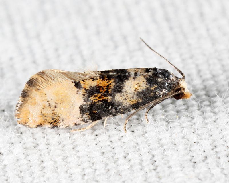 3778 - Thyraylia nana