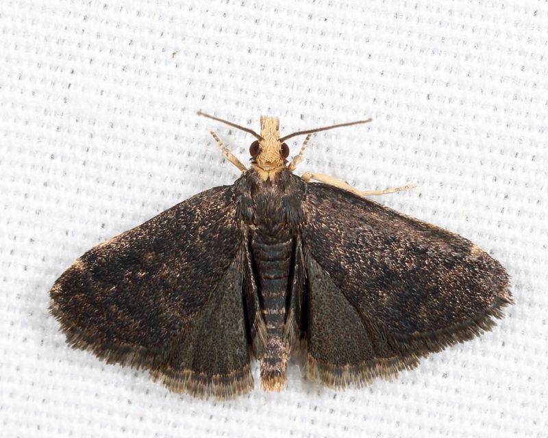 5117 - Merricks Crambid Moth - Loxostegopsis merrickalis