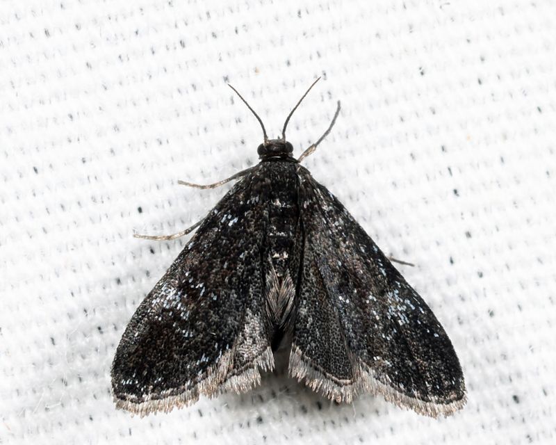 4754  Elophila tinealis