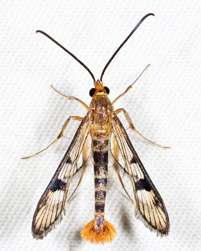 2554  Maple Callus Borer Moth  Synanthedon acerni