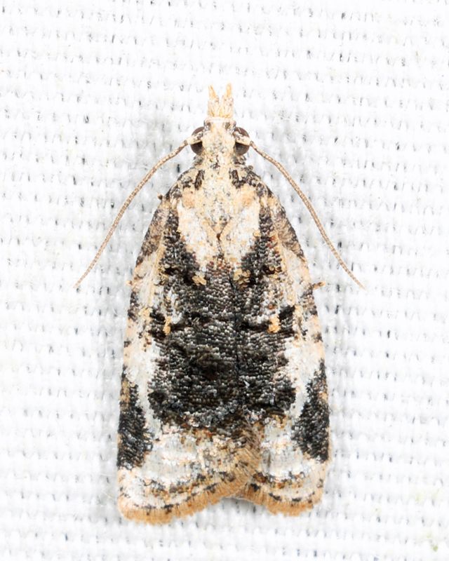 3743 - Exasperating Platynota - Platynota exasperatana