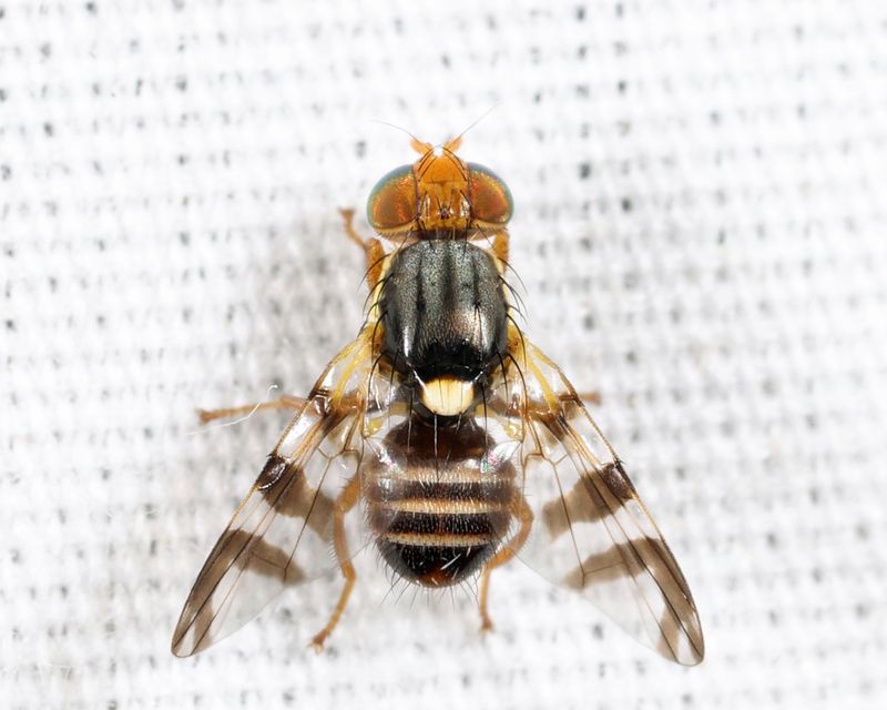 Eastern Cherry Fruit Fly - Rhagoletis cingulata